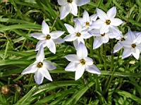 Crepis vesicaria subsp Stellata (fam. Asteracees) (Rg mediterraneennes) (3) (Photo F. Mrugala)